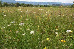 scene near forcalquier 2 thumbnail graphic